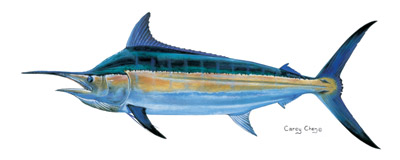 Black Marlin_Carey Chen