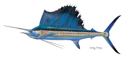 Sailfish_Carey Chen