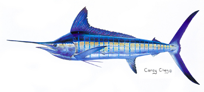 Striped Marlin_Carey Chen