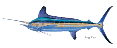 White Marlin_Carey Chen