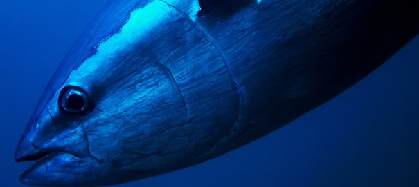 Bluefin tuna