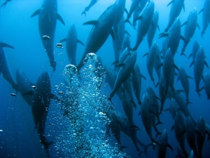 bluefin tuna schooling