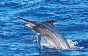 2019 Black Marlin Conservation Record | The Billfish Foundation