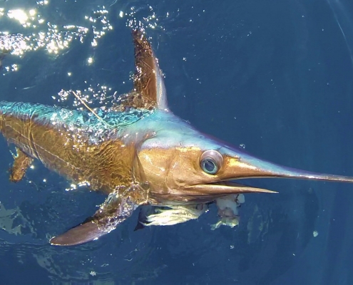 Non-Longline Fisheries Should Be Allocated More Swordfish | The Billfish Foundation