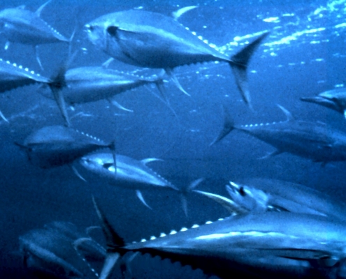 Billfish, Swordfish & Tunas Landings Update | The Billfish Foundation