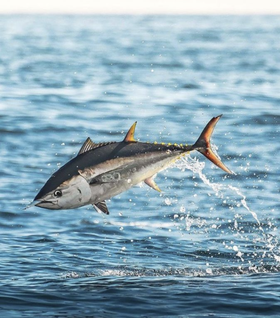 Closure of Atlantic Bluefin Tuna Angling Category in Southern New England Area